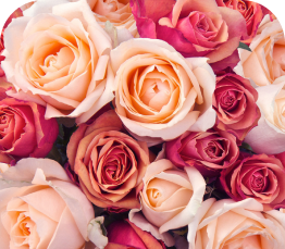 Pink Roses